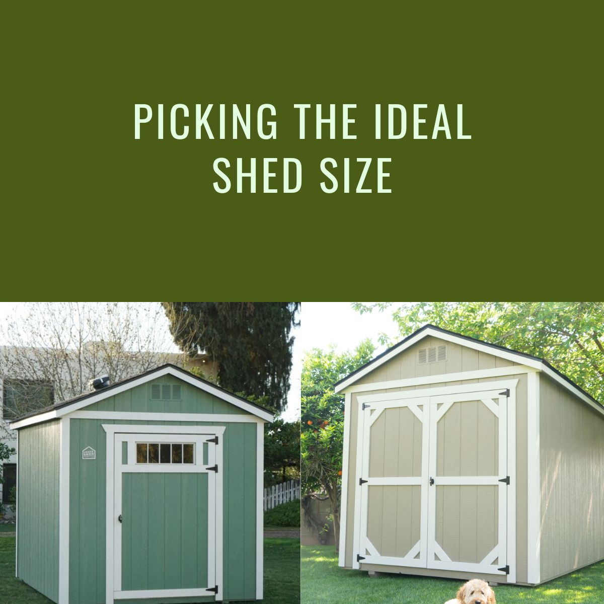Shed Goals: This Week'S Winner Is Insane! - jaihuxg